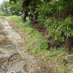 ローズ畑と雑木林の間の草刈り作業