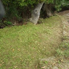 余り間隔が無いので直ぐに雑草が迫って来ます