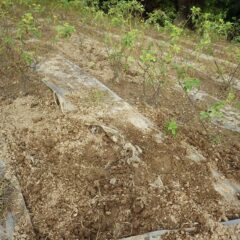 ローズ畑を見てみると土を掘り返した跡が続いています
