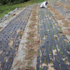 マルチの穴から生えてきた雑草の除草をして播種の準備です