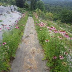 エキナセアには暑さに負けず元気に花を咲かせています