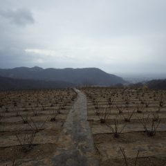 昼過ぎになって雨が本降りとなり作業を終了しました