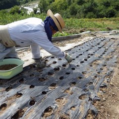 種を混ぜた培養土を1,200箇所の穴に入れてきます