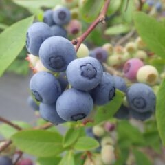 甘酸っぱい実が今年も沢山実りました