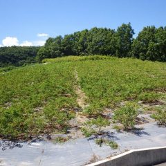 真夏の炎天下の中、ローズ畑の除草作業が続いています