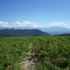 夏雲が戻って来たローズ畑