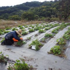 農場ではブラックマロウ畑の除草作業中