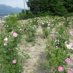 事務局前のローズ畑は満開のピークを迎えています