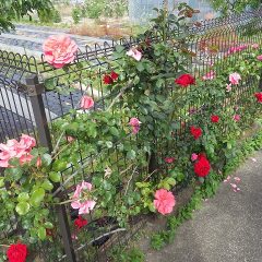 つるバラも次々に咲いています（大輪の羽衣＆深紅のダイナマイト）