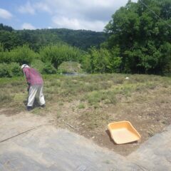 炎天下の中でタイム・ブルガリス畑の除草作業が行われています