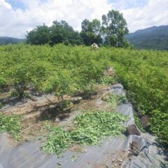 ローズ畑でもローズに埋もれながら除草作業が行われています