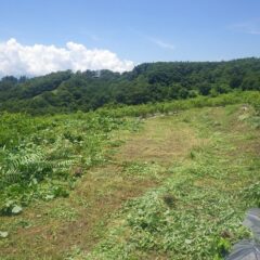 隣の耕作放棄地との間に緩衝地帯を作りました