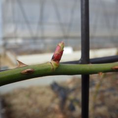 つるバラの芽は順調に伸びています