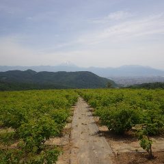 農場のローズ畑