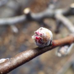 アーモンドの蕾が膨らみ花びらのピンク色が覗いています