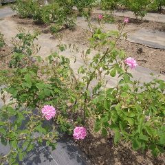 一番花がポツリ、ポツリと咲き始めました