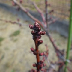 アプリコット（アンズ）も蕾の先から花びらが見えてきました