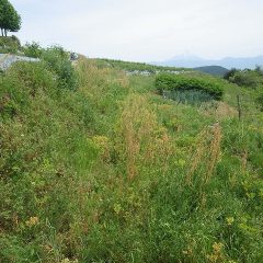 ローズ畑の除草を優先して行っていた為、畑周囲の雑草が伸び放題になっています