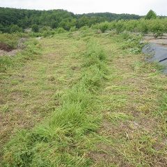 雑草が種を飛ばすとまた畑で芽を出すので予防にもなります
