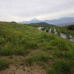 この畑の収穫が終了して本日の作業終了
