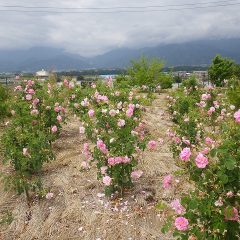 事務局前のローズはピークを過ぎてそろそろ咲き終わりです