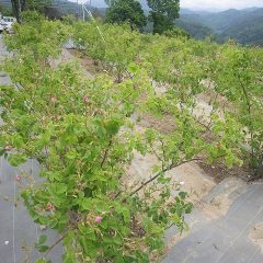 農場のローズはポツポツ咲き始めたもののこれからが本番です