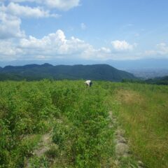 今日も炎天下のローズ畑では除草作業が行われています