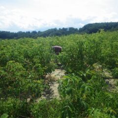 朝から太陽が容赦なく照り付けます