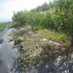 このお天気で除草した草は一日でご覧の通りに枯れてしまいます