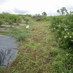 畑の周りを綺麗にしてから収穫に備えます