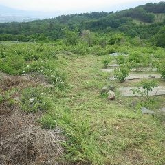 畑の周囲も広いので草刈り作業も大仕事です