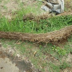 畑の中に進入する地下茎で伸びる雑草を取り除きました