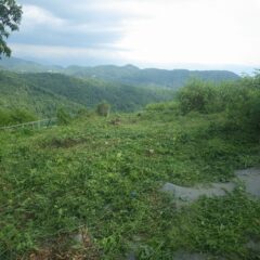 ローズが飲み込まれる前に何とか草刈り作業を終了しました