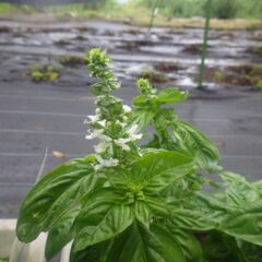 バジルの花が咲いています