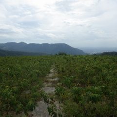 朝から雲に覆われてるローズ畑