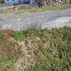 土手の途中には鹿が駆け登ったと思われる蹄の跡が残っていました
