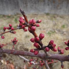 アプリコットの蕾ははち切れんばかりに膨らんでいます