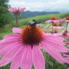 エキナセアの花には雨の合間に大急ぎで蜜を集める蜂さんの姿が