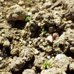 朝晩の冷え込みが厳しくなり、ようやく発芽し始めました