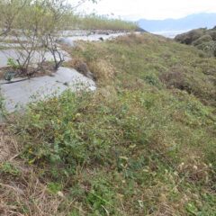 最後にローズ畑の崖っぷちの草刈り作業