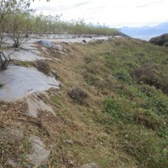 ローズ畑の草刈り作業終了