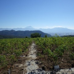 いよいよ富士山に冠雪が見られる季節となりました