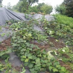 除草もして風通しを良くして太陽も良く当たる様にしました