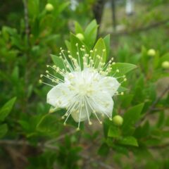 マートルの花が咲いています