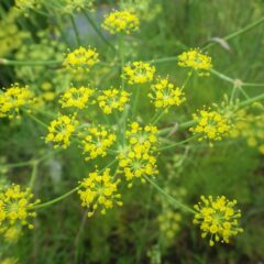 フェンネルの円盤の様な花の集まり