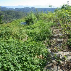 ローズ畑の中の除草は進んでいますが畑のフチはこの有り様