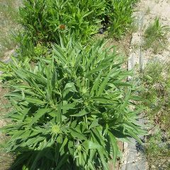 エキナセアの蕾が上がって来ました
