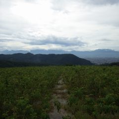 厚い雲に覆われたローズ畑　　午後から雨の予報