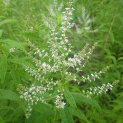 レモンバーベナは清楚な花を咲かせています