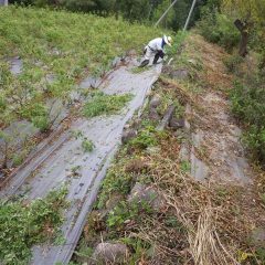 今日も除草作業が行われています